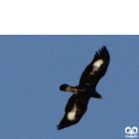 گونه عقاب طلایی Golden Eagle